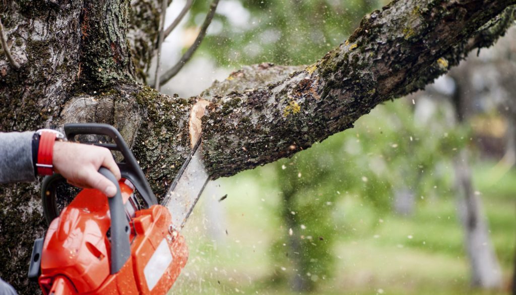 tree_branch_cutting